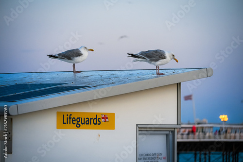 Seagulls Resting on Lifeguard Station by the Seaside