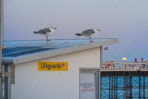 Canvastavla Seagulls Resting on Lifeguard Station by the Seaside