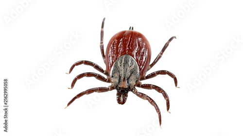 Brown tick with patterned scutum and eight legs