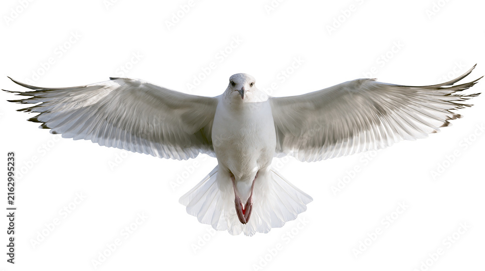 Fototapeta premium White seagull bird with wings spread wide in flight