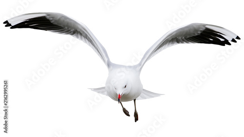 Seagull in flight with wings spread wide white body, black wingtips