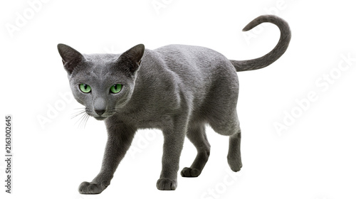 Obraz na płótnie Russian Blue cat with green eyes walking