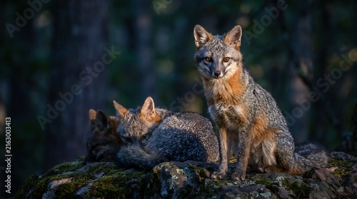 A stunning portrait captures a wild red fox and its young kit calmly resting in a shadowy forest