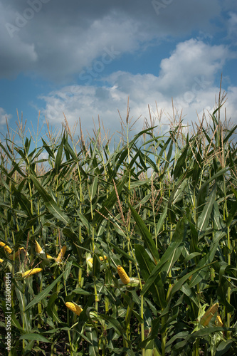 Green field of corn during flowering and ear against a bright blue sky with c...