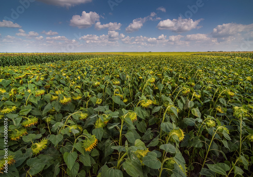 sunflower field, top view, Helianthus annuus, which are in the ripening stage...
