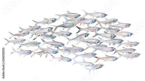 School of small silver fish swimming together