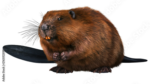 Cuadro en lienzo Brown beaver with large incisors and flat tail