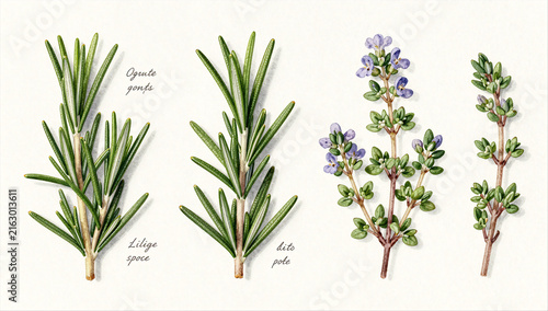Culinary Herbs Rosemary and Thyme Sketch