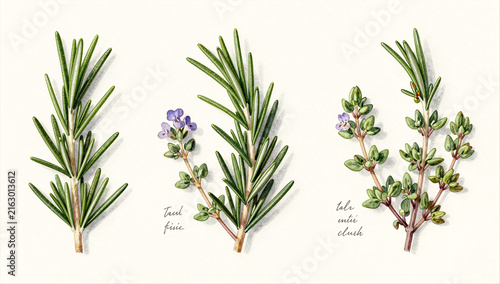 Culinary Herbs Rosemary and Thyme Sketch