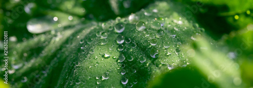 Close-up macro of a green leaf dotted with dew and water droplets, evoking fr...