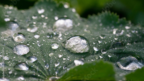Macro close-up of a green leaf covered in dew and water droplets with morning...