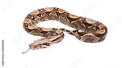 Fotografie Boa constrictor snake with patterned skin and forked tongue