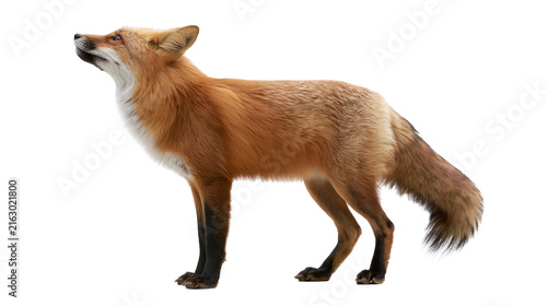 Konstfotografi Red fox standing profile view looking up