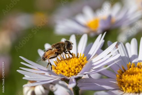 Large hoverfly on a small white daisy