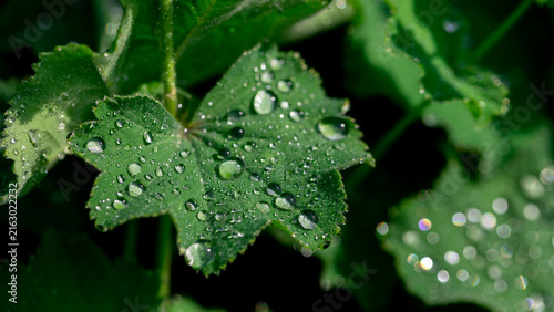 Close-up macro of a green leaf dotted with dew and water droplets, evoking fr...