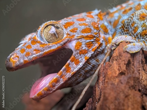 фотографія Close-up of Orange Spotted Gecko with Open Mouth and Pink Tongue