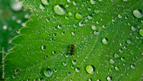 Macro close-up of a green leaf covered in dew and water droplets with morning...