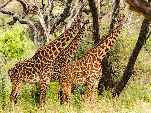giraffes in the wild