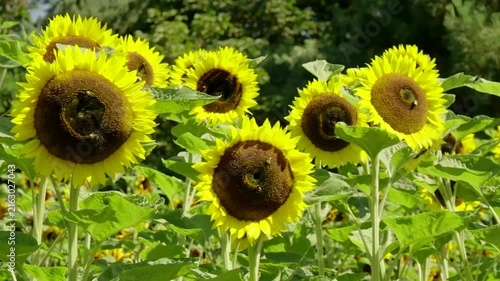 Bright Yellow Sunflowers Blooming in a Sunny Summer Garden