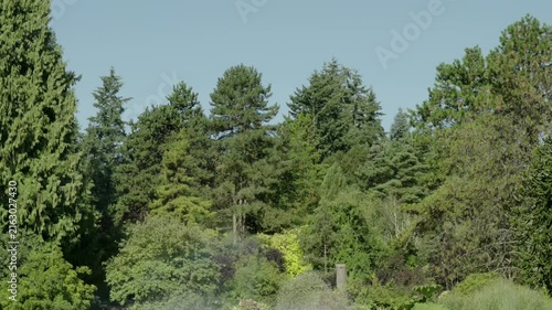 Lush Green Woodland Trees Beneath Clear Blue Summer Sky