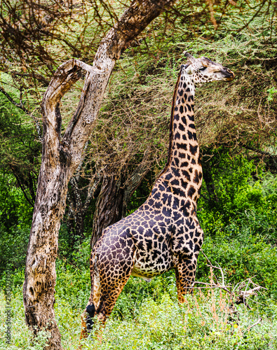 Canvas Print giraffe in the wild