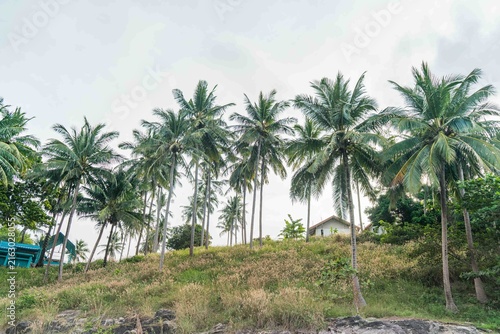A pristine tropical coastline with turquoise sea palms and a relaxing beach atmosphere – Merlin Beach, uncrowded diving, Patong, Phuket, Thailand.