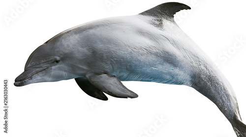 Gray dolphin with black dorsal fin swimming