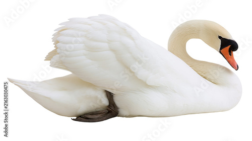 Quadro su tela White swan with orange beak and black eye resting on white