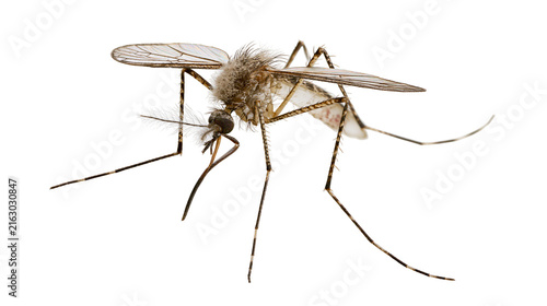Cuadro en lienzo Detailed macro view of a mosquito with delicate wings and long legs
