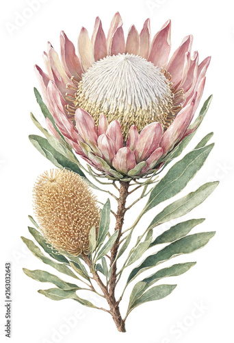 Watercolor king protea and banksia exotic flowers isolated on transparent background
