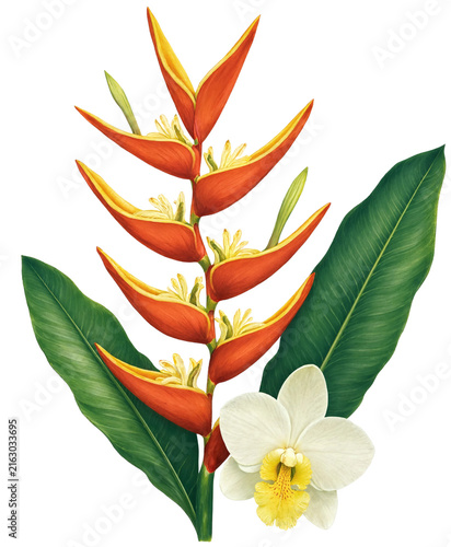 Watercolor heliconia orchid and banana leaf tropical composition isolated on transparent background. Flower PNG.