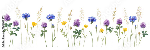 Wild meadow flowers grasses and clover horizontal botanical border isolated on transparent background. Flower PNG.