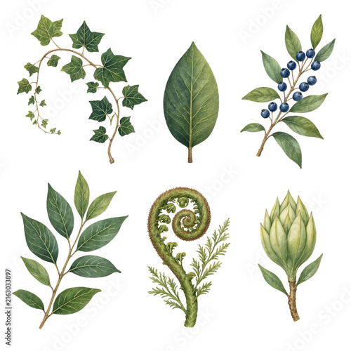 Watercolor botanical clipart set with ivy leaves berry sprig and fern isolated on transparent background