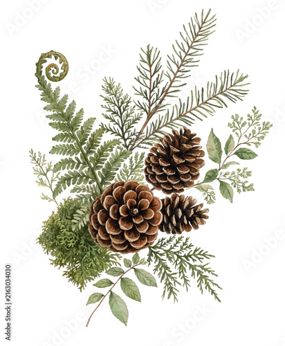 Watercolor pine cones, fern, and evergreen woodland botanicals isolated on transparent background