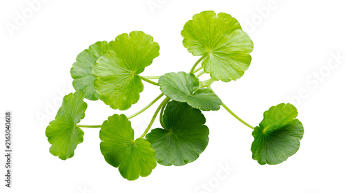 Canvas Print Green Gotu Kola leaves with stems on white