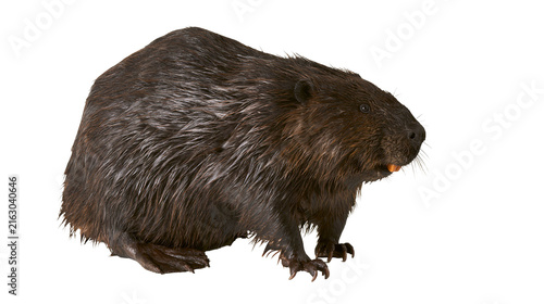 Foto North American beaver with prominent orange incisors