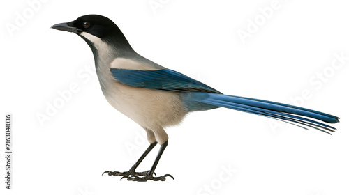 Obraz na płótnie Azure-winged magpie bird with black head and blue wings