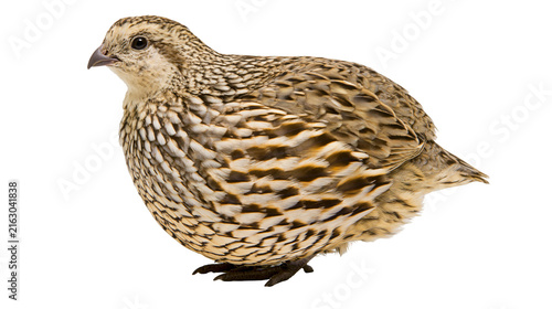 Bild auf Leinwand Small quail bird with speckled brown and white feathers