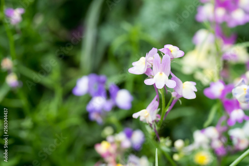 Beautiful Moroccan toadflax (Linaria maroccana) flowers.