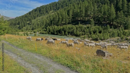 Piedmontese breed cattle in the mountains 