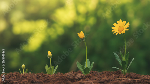 Four stages of a yellow flower's growth from bud to bloom in soil Keywords: flower, growth, plant, nature, life cycle, bud, bloom, yellow flower, seedling, development