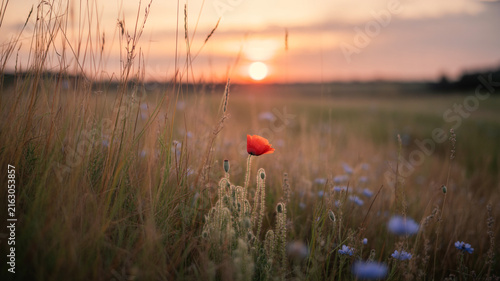 Single Red Poppy Flower In A Field Of Tall Grass At Sunset bloom