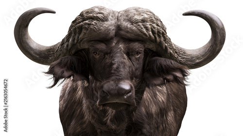 Canvas Print African Buffalo head with large curved horns and shaggy mane