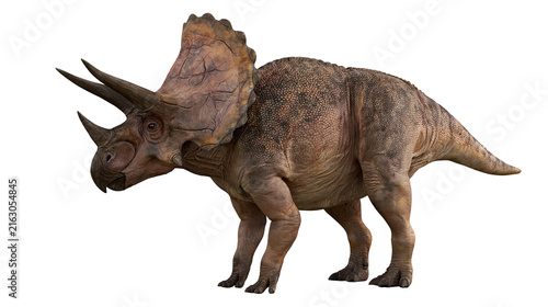 Photography Triceratops dinosaur with three horns and large frill
