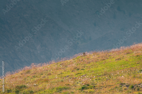 Photography Marmotte dans une prairie alpine au col Agnel, Queyras