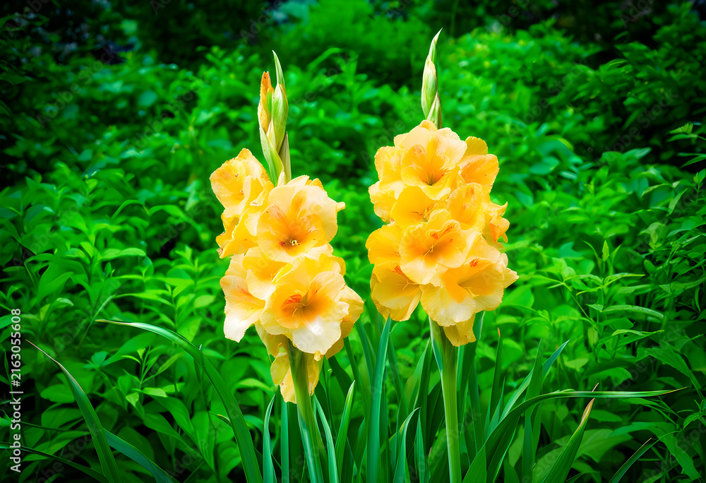 Fototapeta premium Summer garden beauty with yellow gladiolus flowers, vibrant nature and botanical elegance in bloom