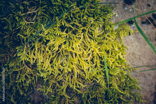 Konstfotografi Close-up of vibrant green moss on forest floor