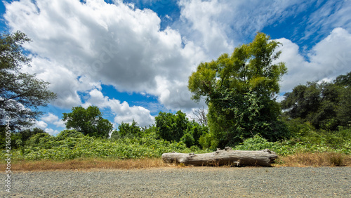 A large fallen log sits beside a gravel trail