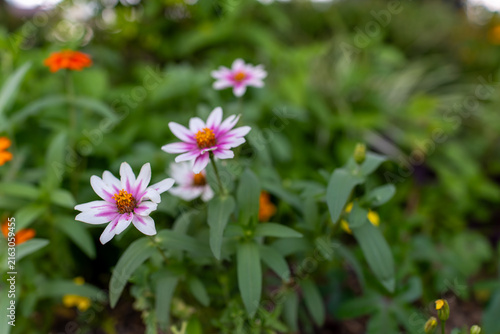 Foto ピンクのジニアと柔らかなボケ背景 ナチュラルな花素材