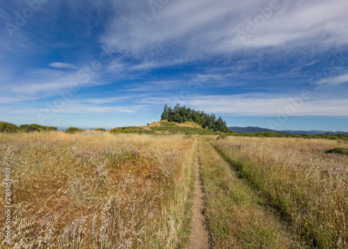 Dirt trail through golden coastal grass in Sonoma County
